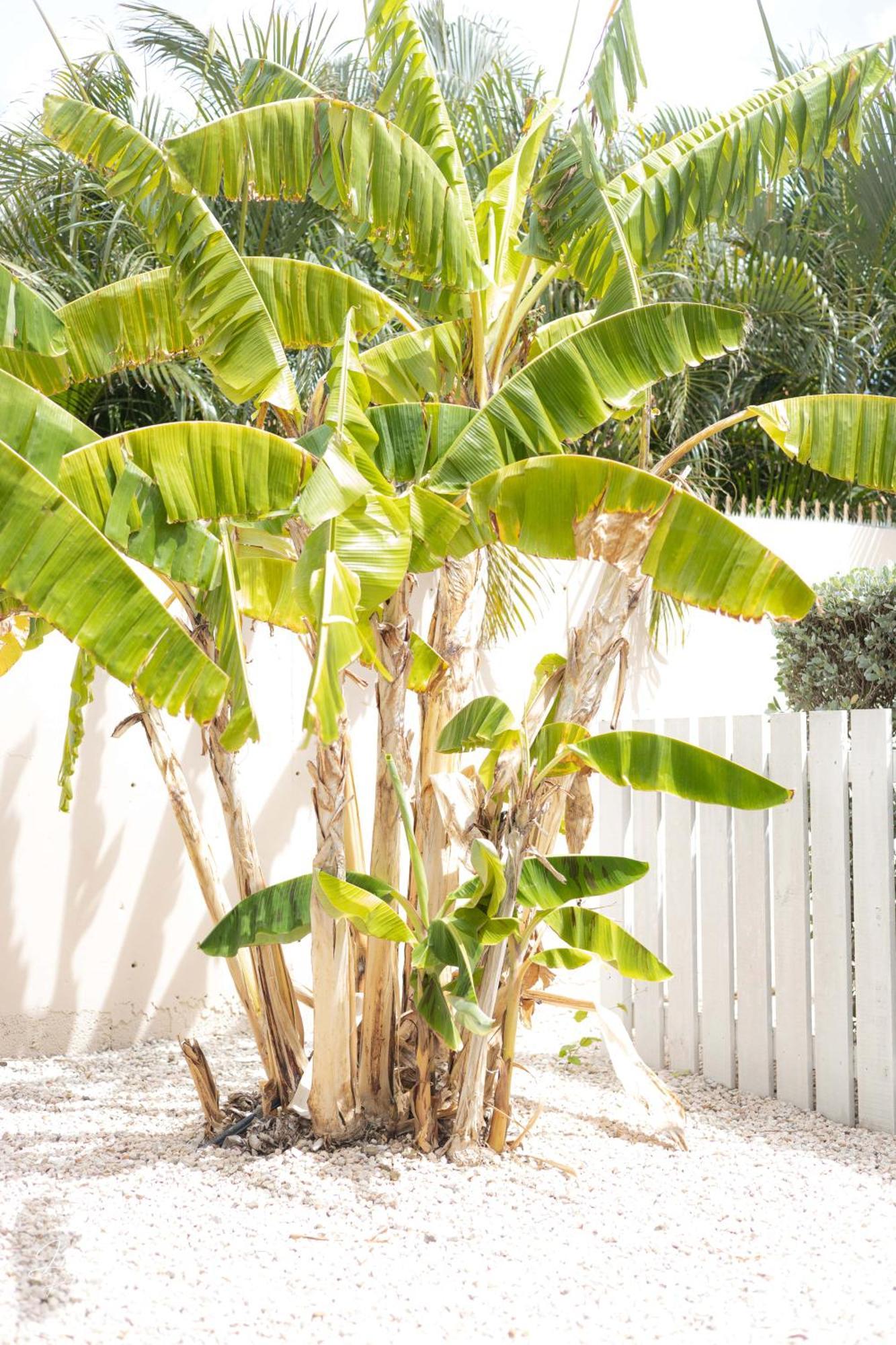Dushi Townhouse Curacao Willemstad Exterior foto